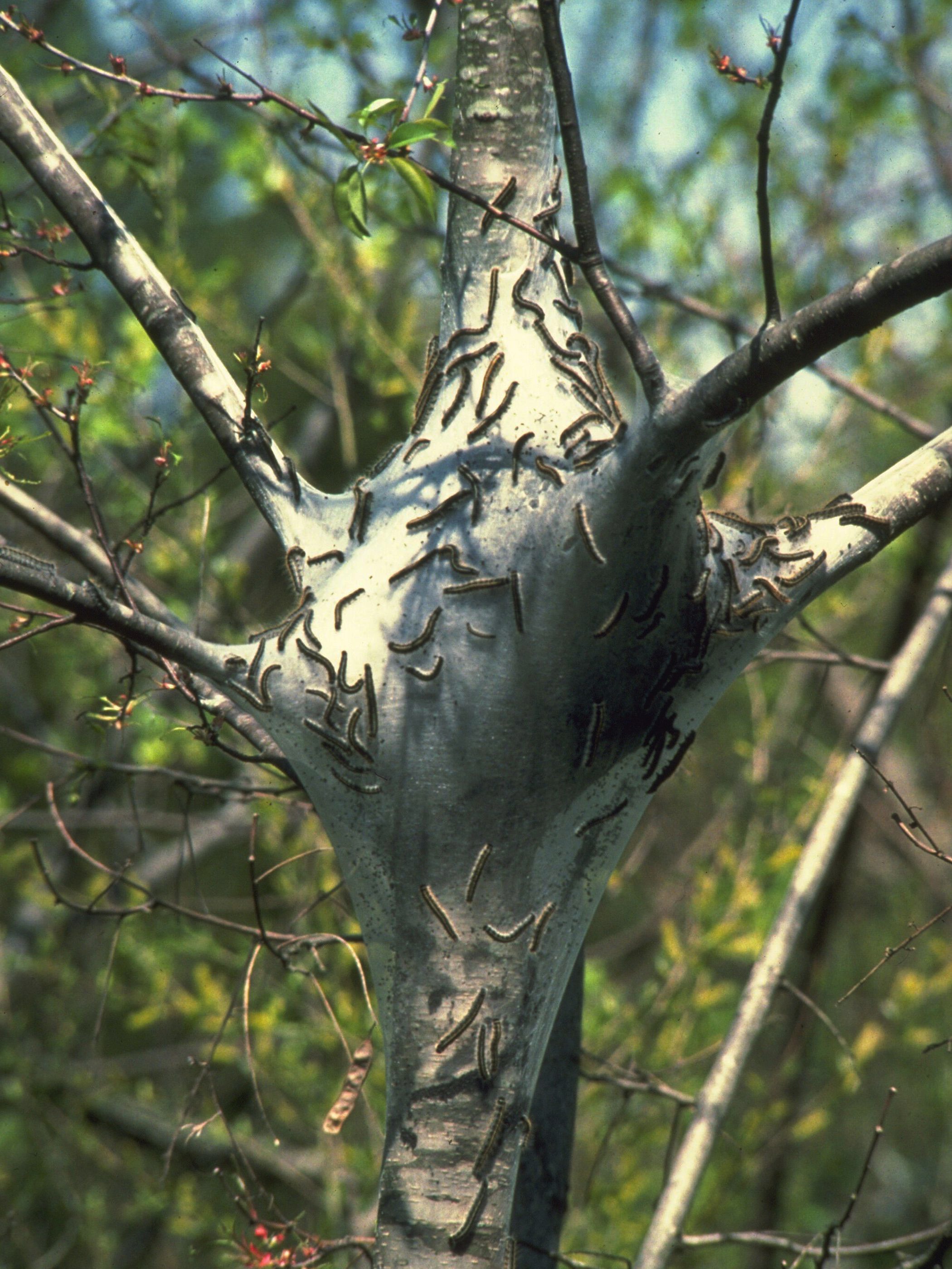 Tent caterpillars in a tree